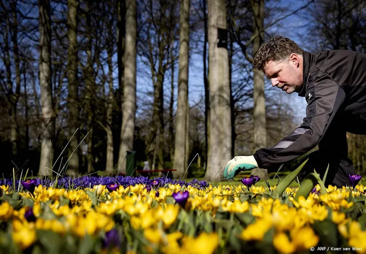vroege vogels komt met verkiezing nationale bloem nederland