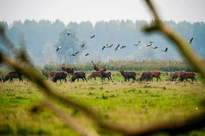 vroegtijdig afschieten grazers onderzocht