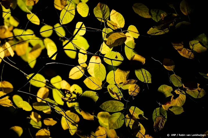 wagenings instituut wil geheimen van fotosynthese kraken