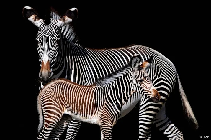 wakker dier 110 miljoen dieren hadden hittestress in 2020
