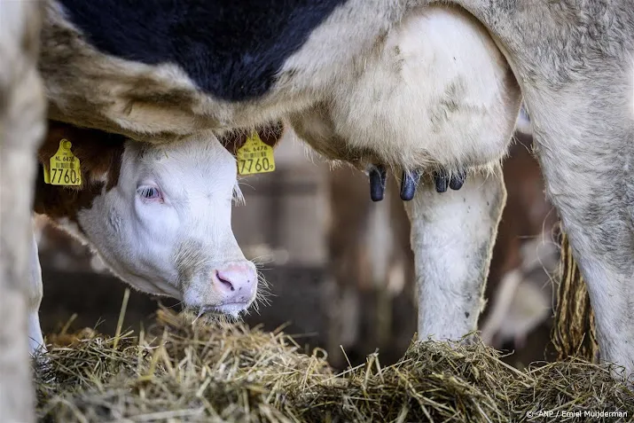 wakker dier extra bezorgd over kalfjes in grotere stal