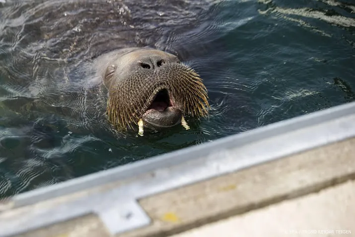 walrus aangetroffen op strand van petten