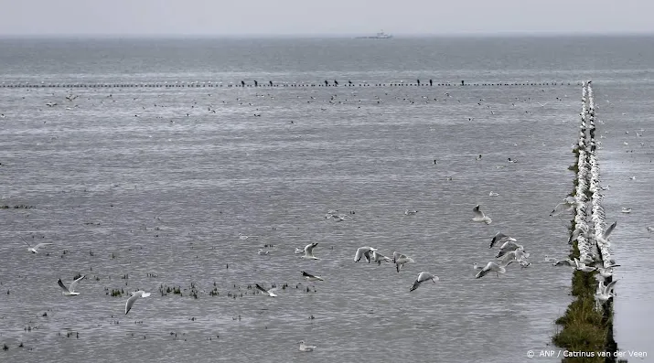 walrus uit de waddenzee naar verenigd koninkrijk vertrokken