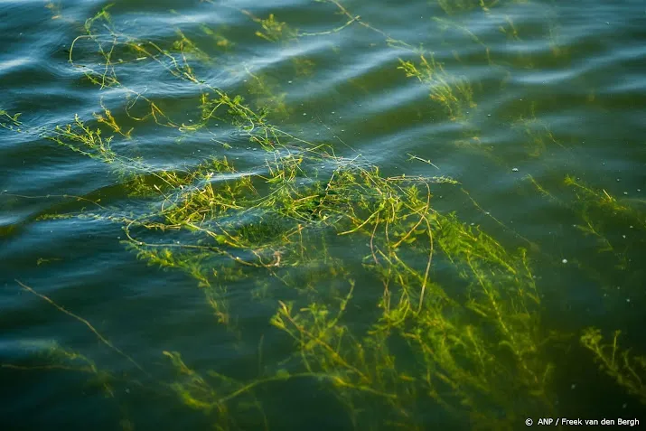 waterschap aanpak invasieve exoten is dweilen met kraan open
