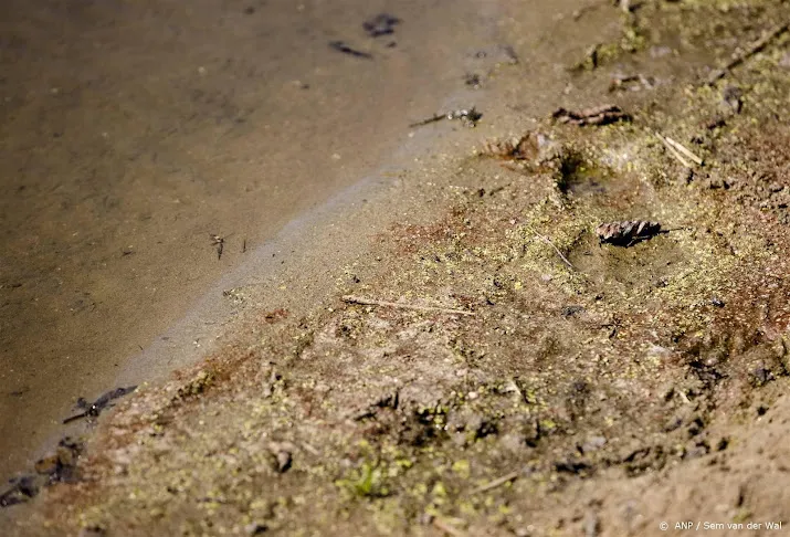 waterschap wijt blauwalg aan rivierkreeftjes