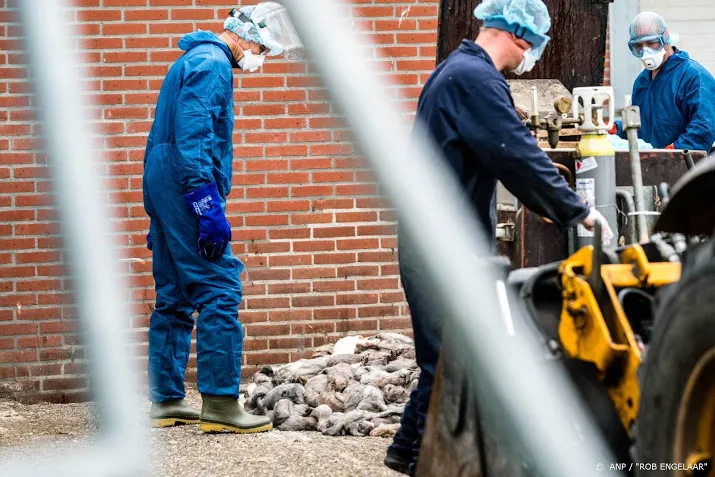 weer coronavirus gevonden op brabantse nertsenfokkerij