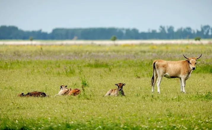 weer roep om bijvoeren oostvaardersplassen