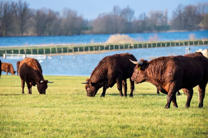 weinig confrontaties met grote grazers
