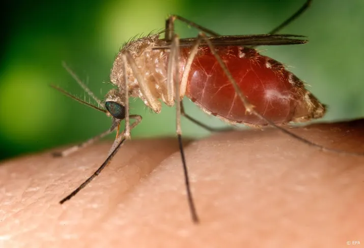 westnijlvirus lijkt uit ons land verdwenen