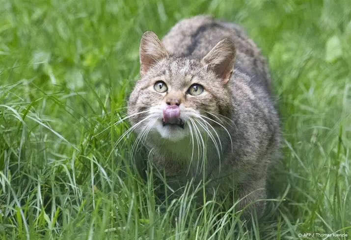 wilde kat rukt op naar zuidoosten van noord brabant