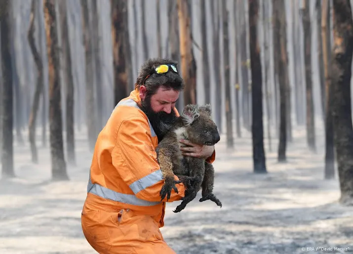 wnf haalt half miljoen op voor hulp aan koalas