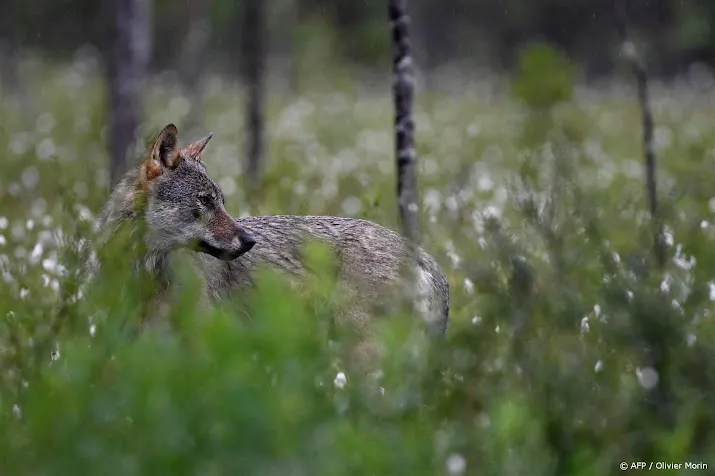 wolf al sinds 1979 beschermd in europa
