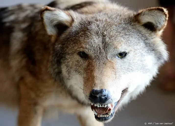 wolf bijt schapen dood in drenthe