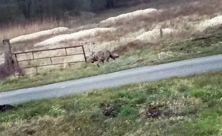 wolf gespot in drenthe