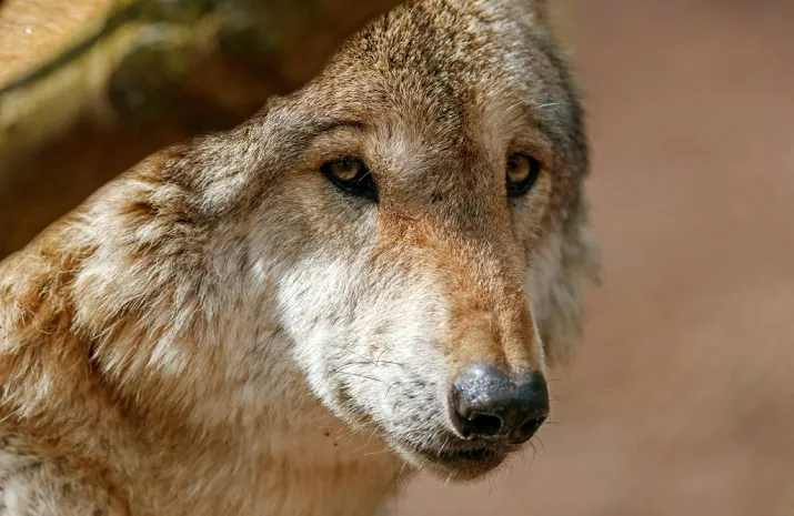 wolf na eeuwen weer gespot in friesland