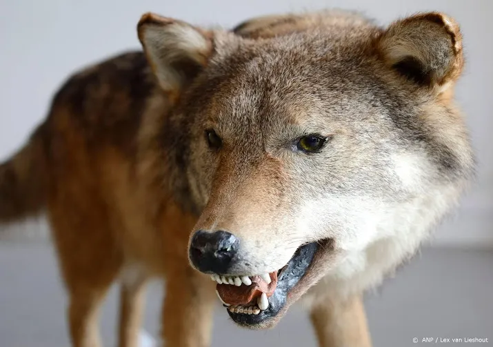 wolf vestigt zich in drenthe waarschijnlijk ook in brabant
