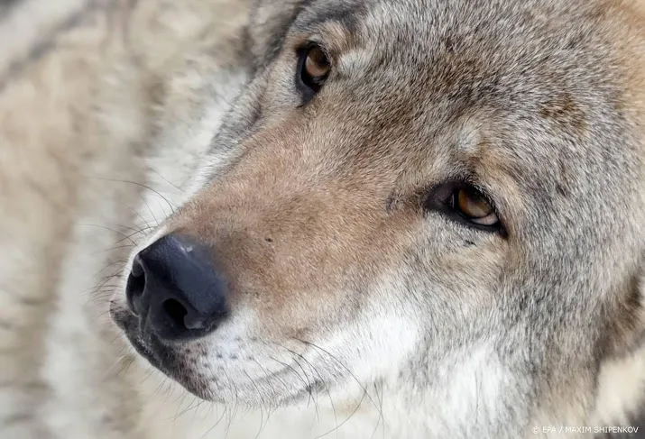 wolven zwerven langs oostgrens