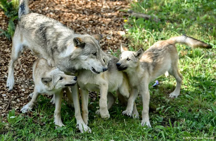 wolvenwelpen gezien op grens drenthe en friesland