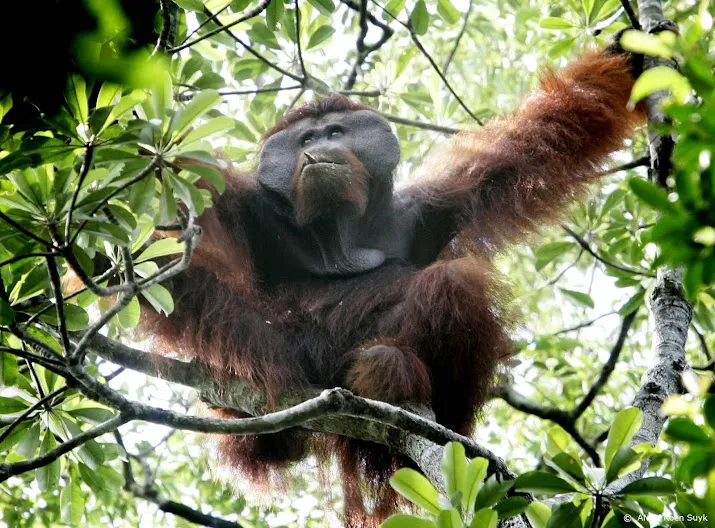 wwf nog steeds nemen wereldwijd populaties wilde dieren af