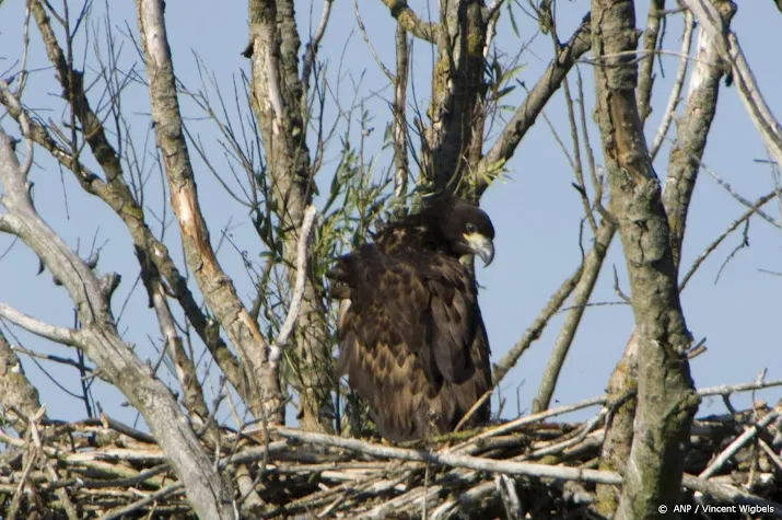 zeearenden bouwen nieuw nest in oostvaardersplassen