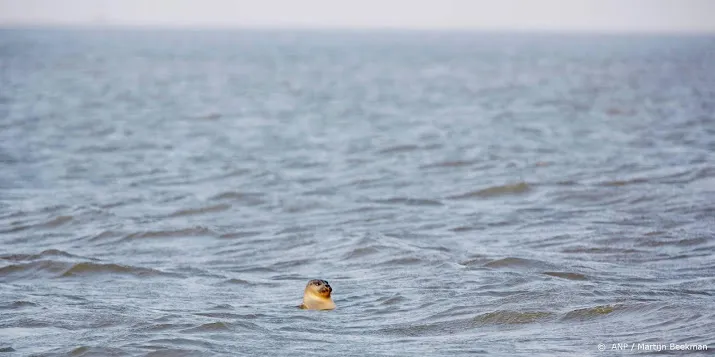 zeehond via de amstel op weg naar zee