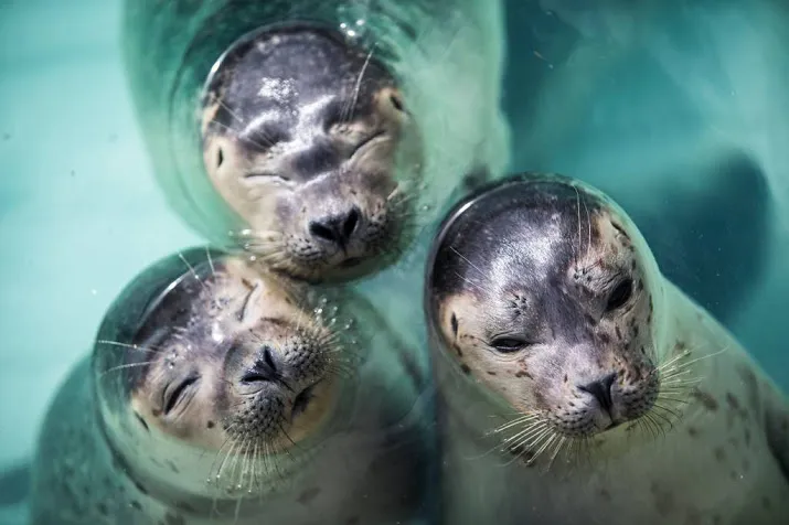 zeehondencentra laat pups met rust