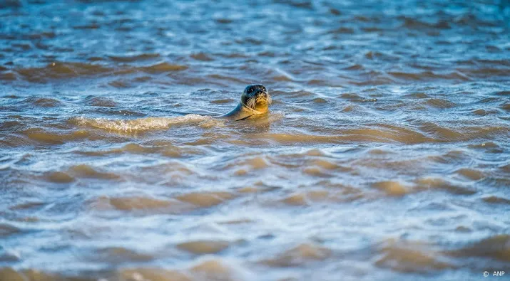 zeehondencentrum pieterburen weer open na quarantaine