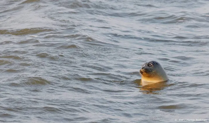 zeehondenpopulatie in nederlands deel waddenzee groeit
