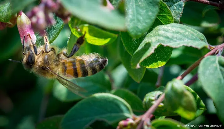 zesde editie van plantenjacht van start