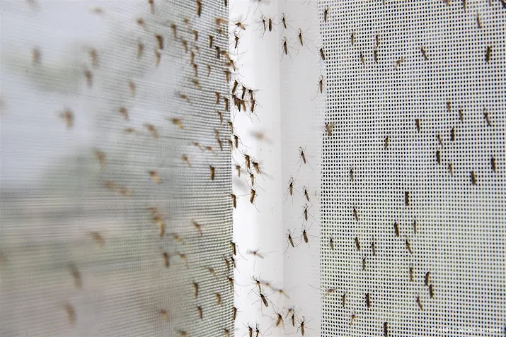 zomer wordt naar verwachting muggenrijk