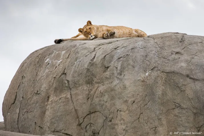 zorg van dieren in dierentuinen door crisis in gevaar