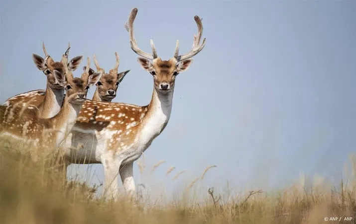 zuid holland laat alle damherten hoeksche waard alsnog afschieten