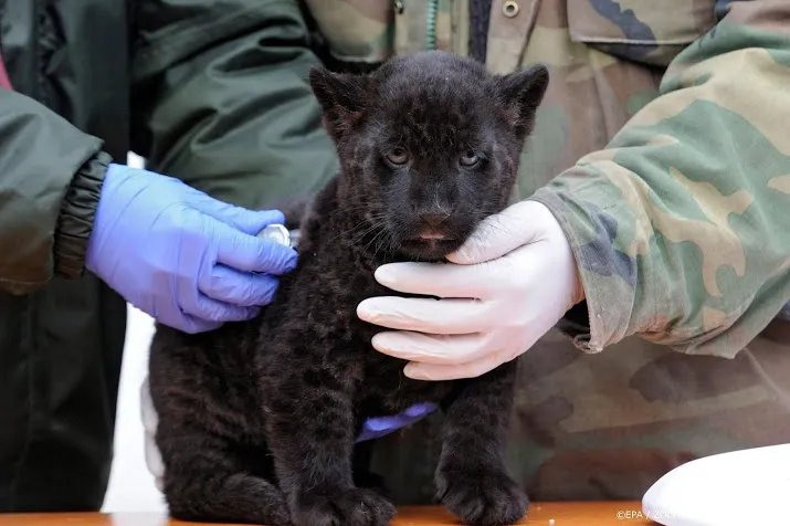 zwarte jaguar geboren in dierentuin in best