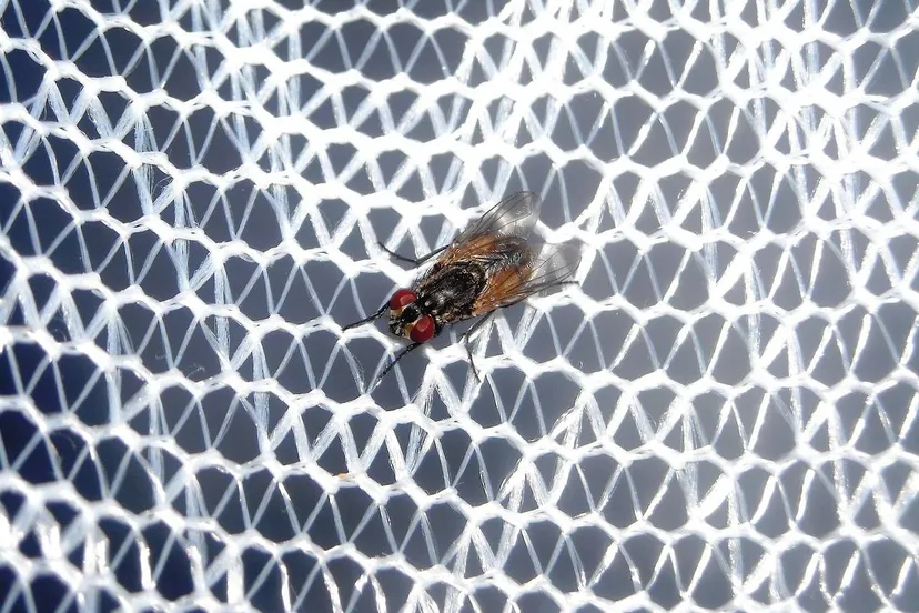 flies-346451_1280