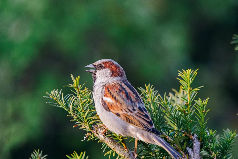 pexels-valentin-2150793390-31718020