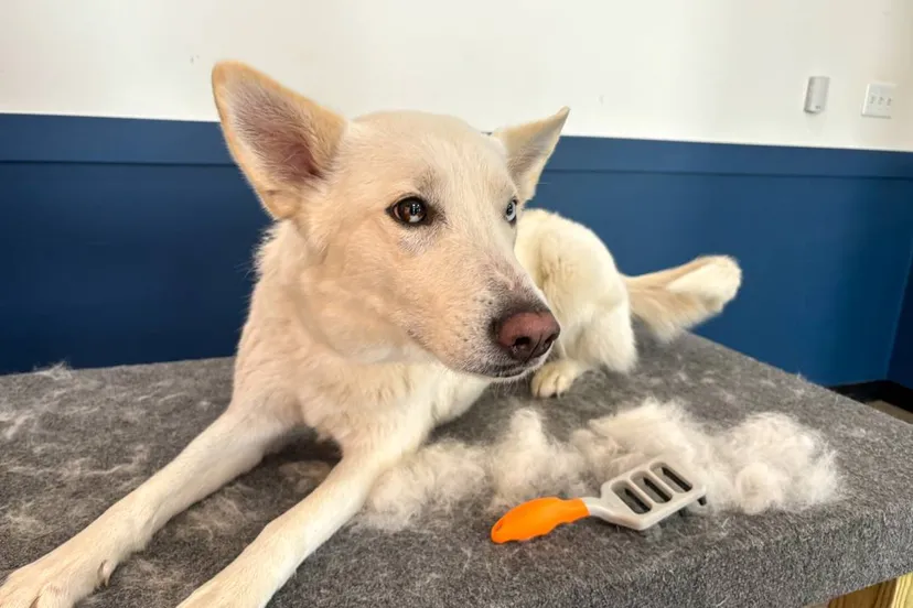 Copy of Copy of IMG_3345(1)