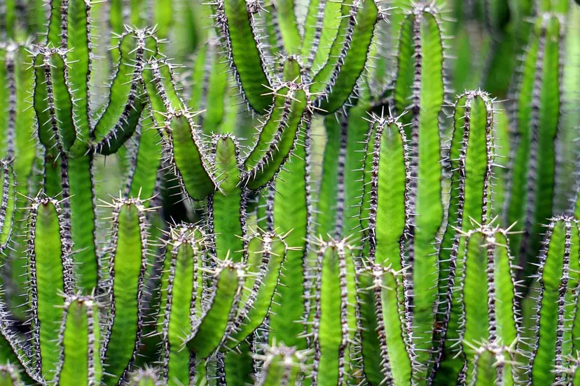 variousphotography-cacti-1453793_1920