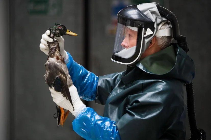 220804VOGELGRIEPPHOTONEWS