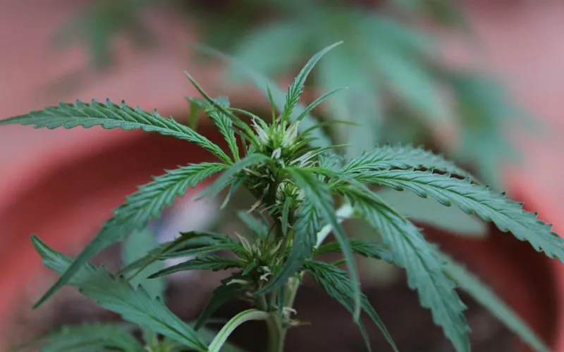 CannabisFOTER