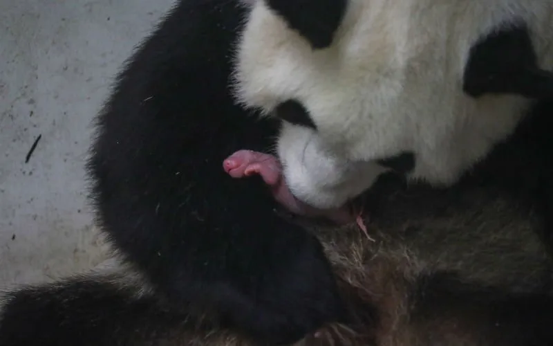 PandaPairiDaizaFB