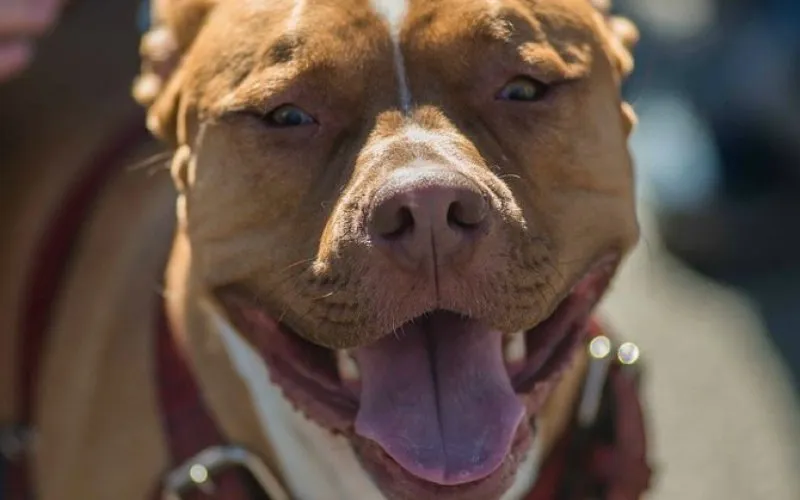 PitbullWestword