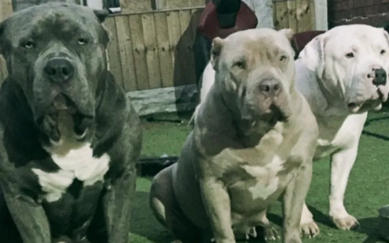 PitbullsBBC