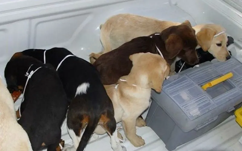 Puppies