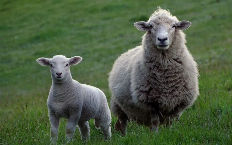 Schapen