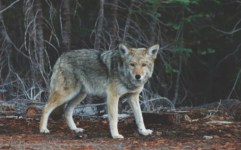 WolfPixabay
