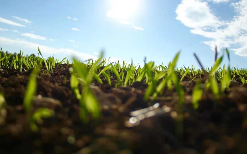 grass 1148913_1280