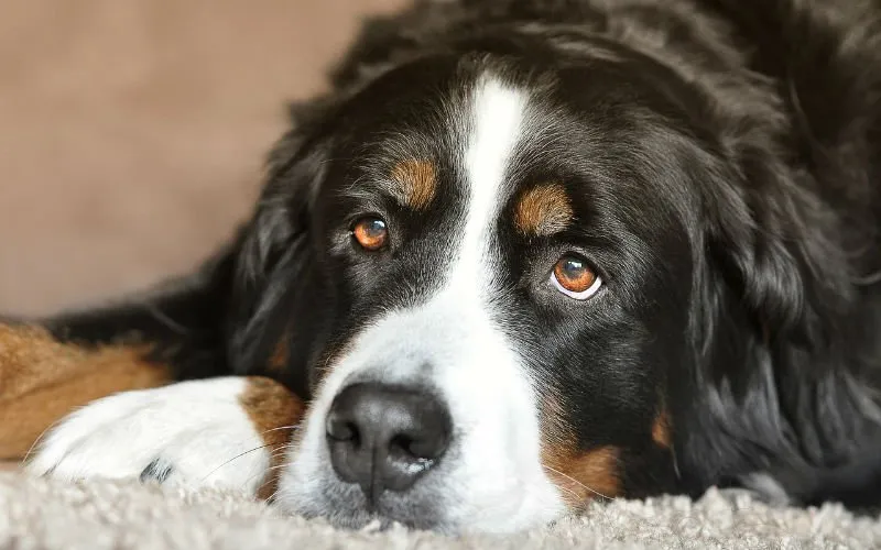 hond
