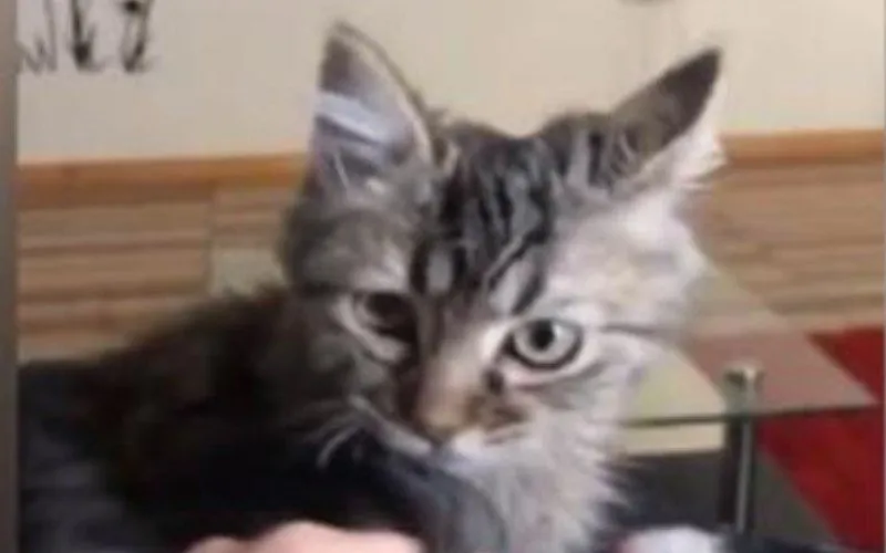 katleeatv