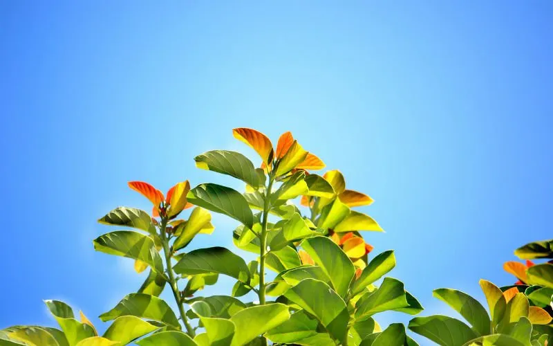leaves 241701 1280