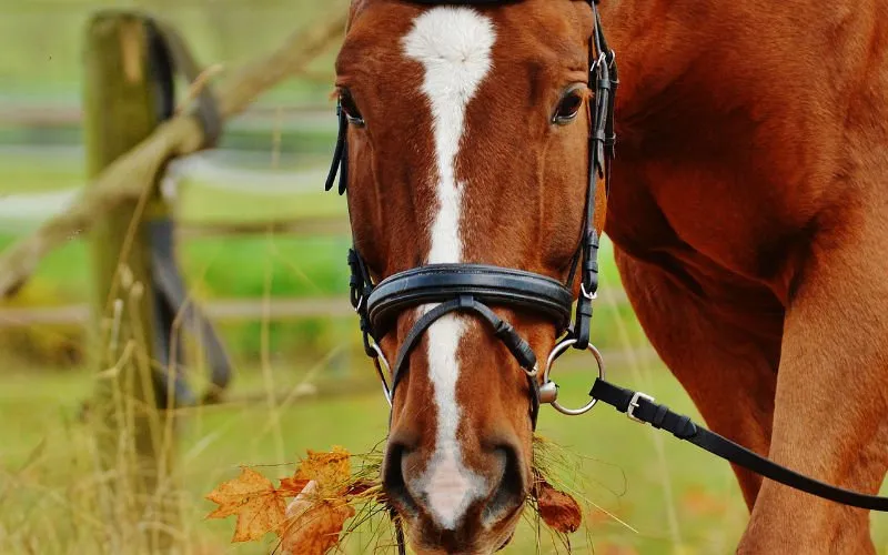 paarden